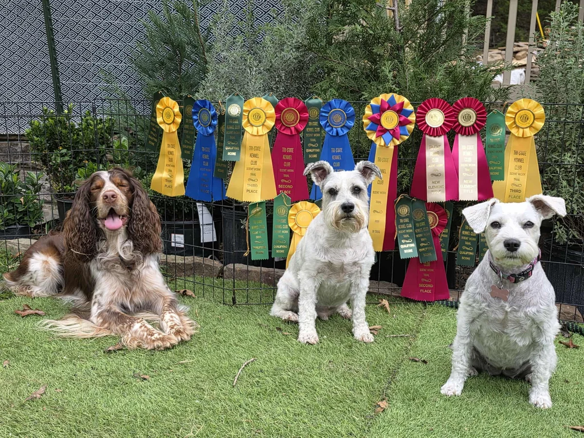 Dogtastic awards photograph